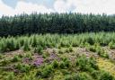 The woodland manager will manage sites across England and Wales