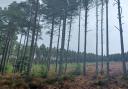 Instead of clearcutting an entire area, Forestry and Land Scotland (FLS) bosses have implemented the technique for blocks of commercial Scots pine