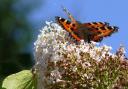 Almost out for the count – small tortoiseshell once the most widespread and common butterfly in gardens has shown a slump in numbers which experts think is at least partly due to the effects of an exotic natural enemy.