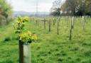 The UK must 'ramp up' its tree planting rates, climate advisors have said