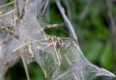 Ermine moths form ghostly webbing over the leaves to protect themselves from predatory birds while they feast.