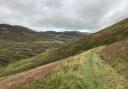 The plantation - along the John Buchan Way -will be mostly made up of Sitka spruce