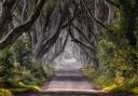 The Dark Hedges in Northern Ireland.