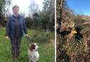 Caroline Leafe, 70, was walking along a deer track in Ashdown Forest when she was struck by the silver birch