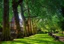 The significance of urban trees is understood by those making the decisions; they just can't prioritise them