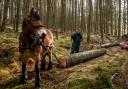 Visitors will be able to enjoy horse logging in action