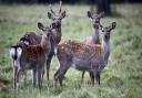 One of the pilot projects will focus on the problem of non-native Sika deer