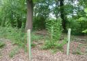 Attempts made in Furzefield Wood to plant English oak to maintain shade into the future failed because the seedling trees were planted too close to existing mature oaks. Oak does not ‘regenerate’ under its own shade.