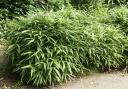 Clumping bamboo is safer than running bamboo, but not completely so.