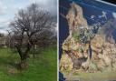 Left: Gaussian splat of a veteran oak, Tamworth. Right: Old Man of Calke in reality capture.