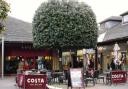 This holm oak planted some twenty years ago when this North London shopping plaza was built was appropriately and tastefully ‘pruned and sheared’ to suit the situation.