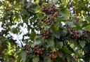 There are only 16 recorded Sorbus torminalis, commonly known as wild service trees or chequers, in Denbighshire.