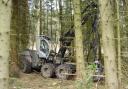 Forestry Commission contractors harvesting superb Norway spruce in the Surrey Hills, March 2015.