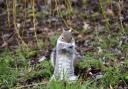 Our diarist  got more than he bargained for during a run-in with a grey squirrel