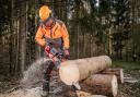 The M18 FUEL Dual is a 50 cm chainsaw that generates more power than 60cc petrol saws