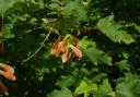 Winged fruits (samaras) of sycamore, modified for wind-dispersal, are instrumental in allowing the species to colonise substantial areas of ground.