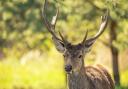 Red deer numbers have risen in Scotland