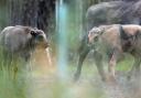 Two bison calves have been born to the herd at Blean Woods, near Canterbury, Kent