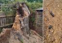 The tree stump, left, and some of the beetles