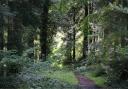 Gwydir Forest, one of the woodlands managed by Natural Resources Wales