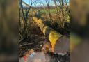 The tree fell onto the worker, who had been standing in a nearby bridle path