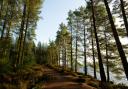 Our diarist believes the UK's tree of the year should be in good health