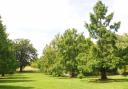 Off the car park turning circle, an avenue of deciduous dawn redwoods (Metasequoia glyptostroboides), planted 22 years ago, has been growing for moments like these, when sunlight turns swathes of linear branchlets a shimmering yellow-green.