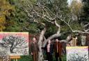 Artist Dan Llywelyn Hall with relatives of those connected to the Bramley tree