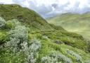 Restored montane willows at Ben Lawers