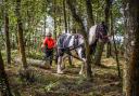 Horses are being used for logging as part of electricity networks in Scotland