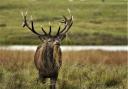 Ardgay Game has landed the deal for the deer culled by Forestry and Land Scotland