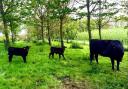 Cows and semi-mature trees in an established silvopastoral system