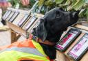 Ivor has been trained to sniff out the dangerous pathogen