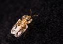 The plane lace bug is native to North America and is now widespread in mainland Europe.