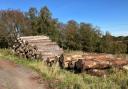 I would happily take logs on the day they’re felled as there is no advantage to them drying out.