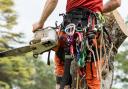 What's it like being the only female arborist in a team of men? Georgee Husher spares no details.