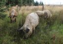 A rare species, Mangalitsa could be mistaken for sheep on first glance.