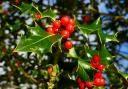 Holly berries are often bright red and ripe looking by November, although the birds won’t touch them until the New Year when the bitter principle they contain has broken down.