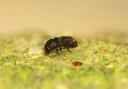 Ips cembrae, the large larch bark beetle, is a bark-boring beetle native to Europe which principally attacks European larch