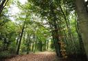 The study examined trees across the world, including Wytham Woods's temperate broadleaf species