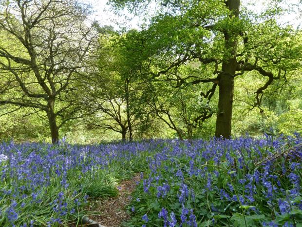 Forestry Journal: Public perception of woodland – English bluebells under English oak