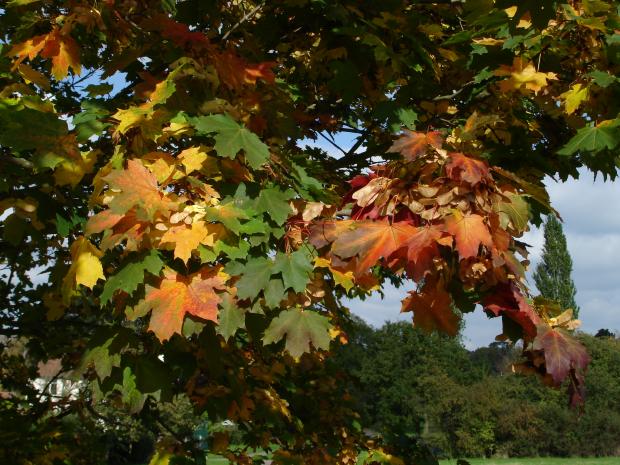 Forestry Journal: A Norway maple tree 