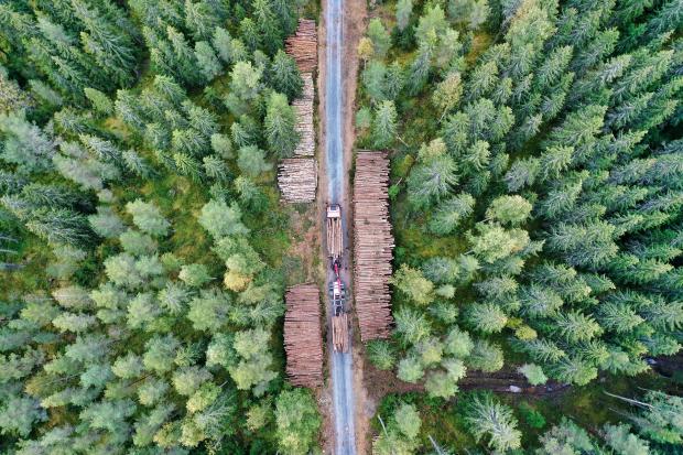 Confor urges UK to take greater responsibility for its own future wood supply