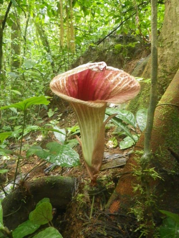 Forestry Journal: Pseudohydrosme ebo is a ‘voodoo lily’ from Cameroon’s Ebo Forest (Xander van der Burgt/PA)