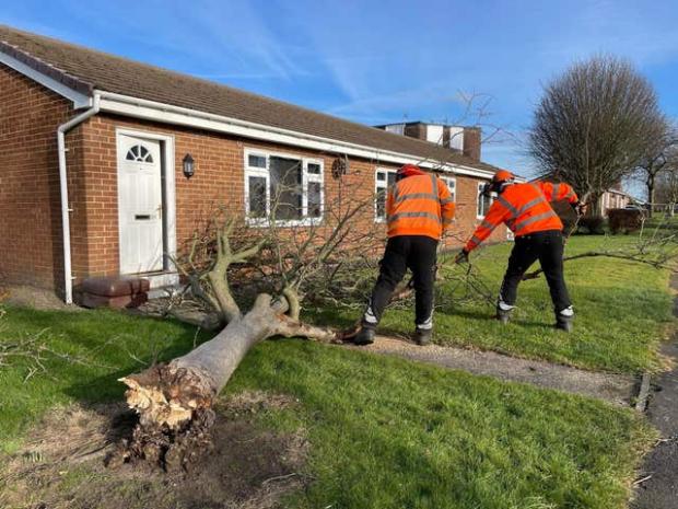 Forestry Journal: A tree felled by Storm Malik (Durham County Council/PA)