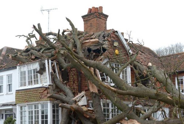 Forestry Journal: The 400-year-old oak tree was uprooted by Storm Eunice (Nicholas T Ansell/PA)