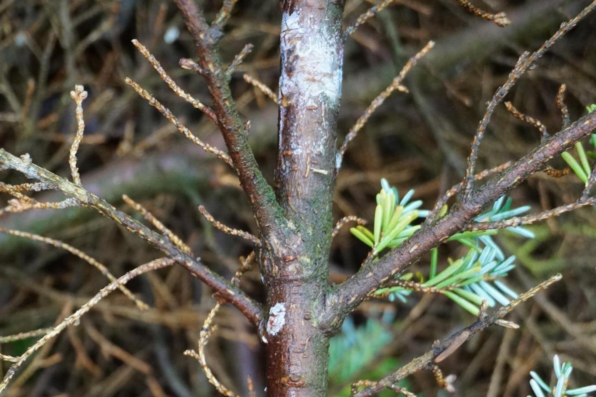 New tree disease spreads to other parts of England