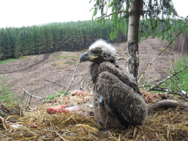 Forestry Journal: This shore-loving bird relies on trees for nesting sites. White-tailed eagle chick (‘Tiroran chick’) at nest within the Tiroran Community Forest on the Isle of Mull, Scotland. (Picture copyright Justin Grant, rspb-images.com).