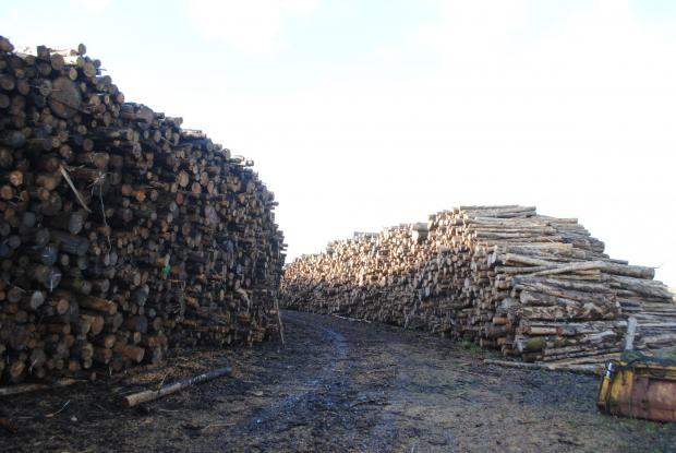 Forestry Journal: Good supply of logs in the timber yard at Weels Farm for Miller Biofuels.