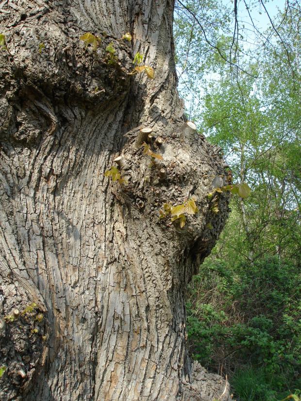 Forestry Journal:  Lime trees have smooth bark at first, which later becomes longitudinally fissured with the formation of irregular raised areas or ‘bosses’ (knots) on the lower part of the tree trunk.
